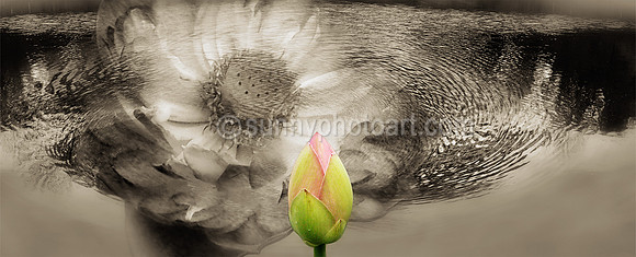 Meditation Series IV -  Cycle