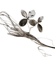 Field Study  No. 11