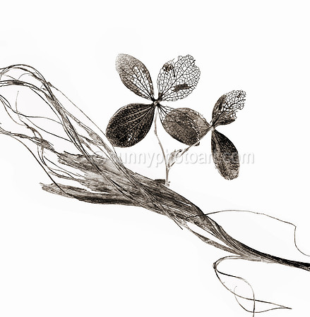 Field Study  No. 11