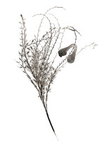 Field Study  No. 2