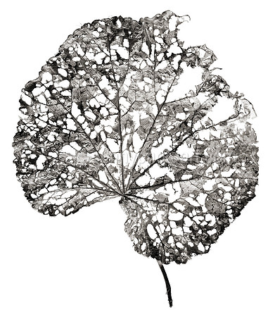 Field Study  No. 17