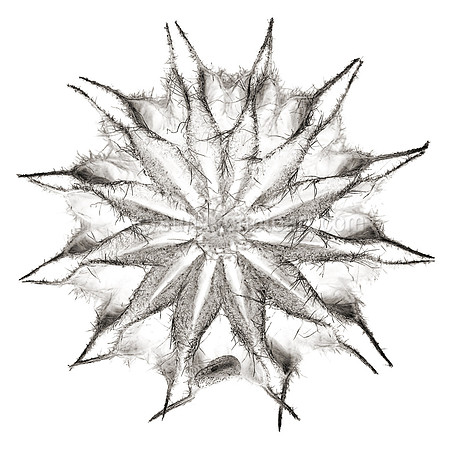 Field Study  No. 59