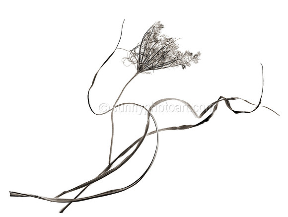 Field Study  No. 85