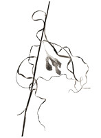 Field Study  No. 13
