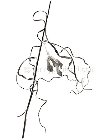 Field Study  No. 13
