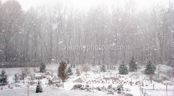 Winter Garden No. 3