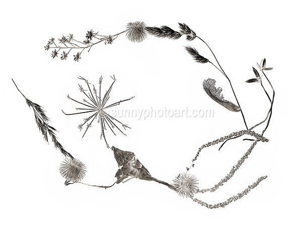 Field Study No. 55