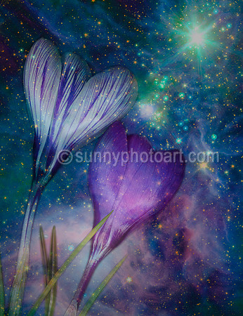 We the Stars I