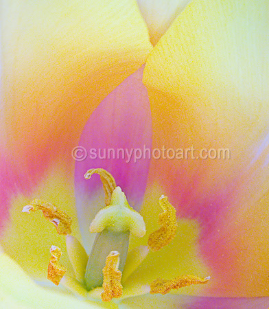 Color of Spring