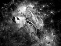 Ecstasy