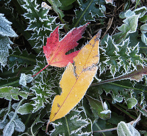 Late Fall II