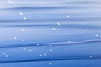 Ocean Blues