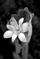 Birth in Springtime