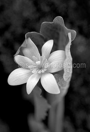 Birth in Springtime