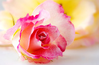 Young Rose