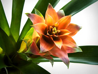 Tropic Expression