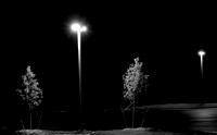 Two Trees in Night