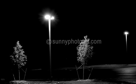 Two Trees in Night