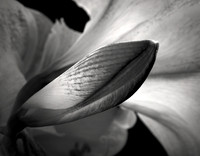 Anticipation