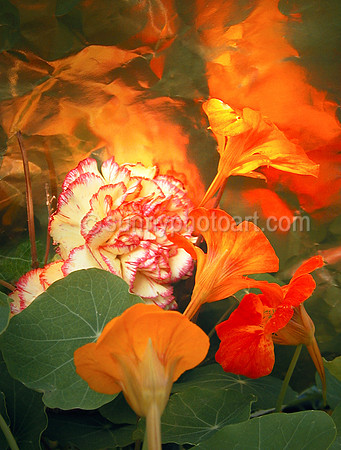 Floral Fantasia No. 2