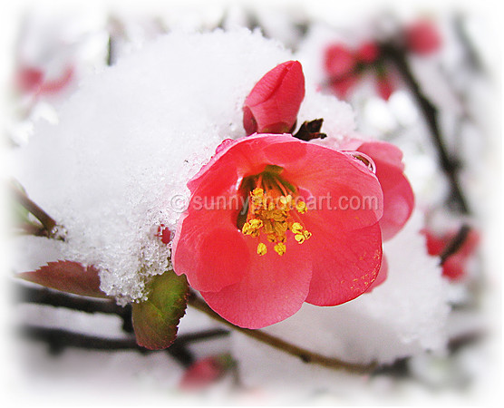 Quince Flower in Snow