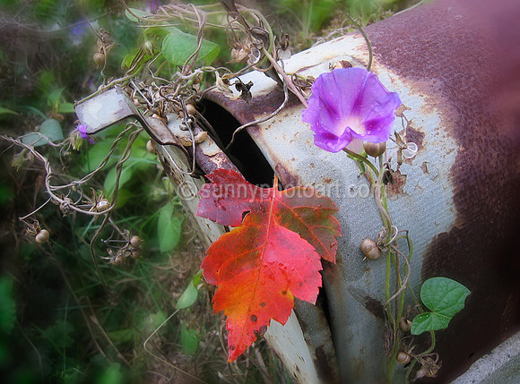 Autumn Letter