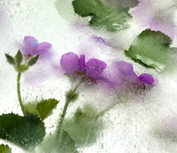 Floral Study No. 14