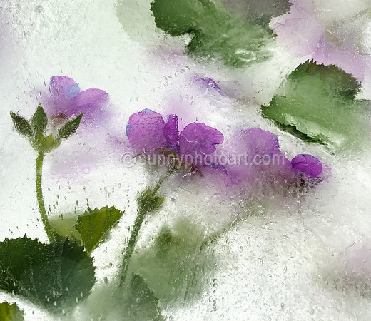 Floral Study No. 14