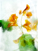 Floral Study No. 15