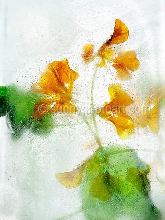 Floral Study No. 15