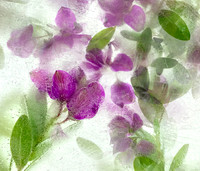 Floral Study No. 16