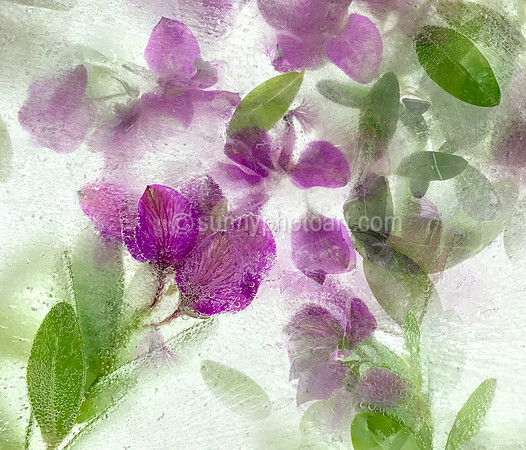 Floral Study No. 16