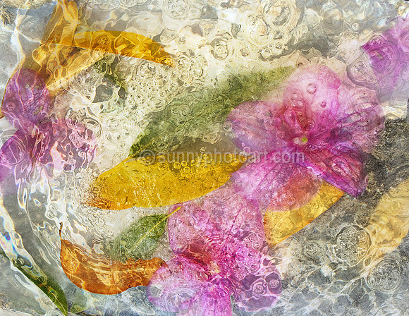 Floral Study No. 18