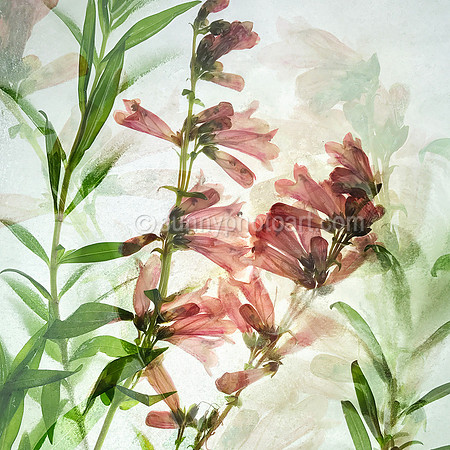 Floral Study No. 19