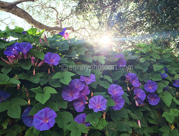 Morning Has Broken