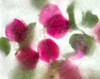 Floral Study No. 20