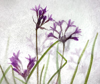 Floral Study No. 21