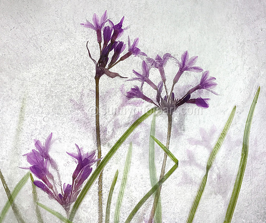 Floral Study No. 21