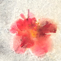 Floral Study No. 22