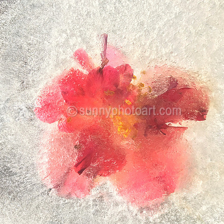 Floral Study No. 22