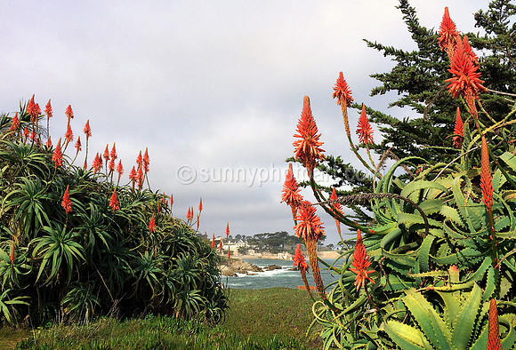 Torches in December, Pacific Grove, California