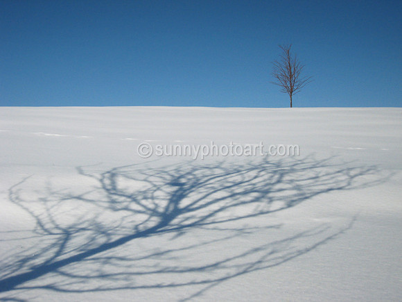 Winter Field II