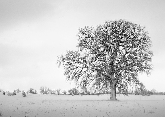 The Oak