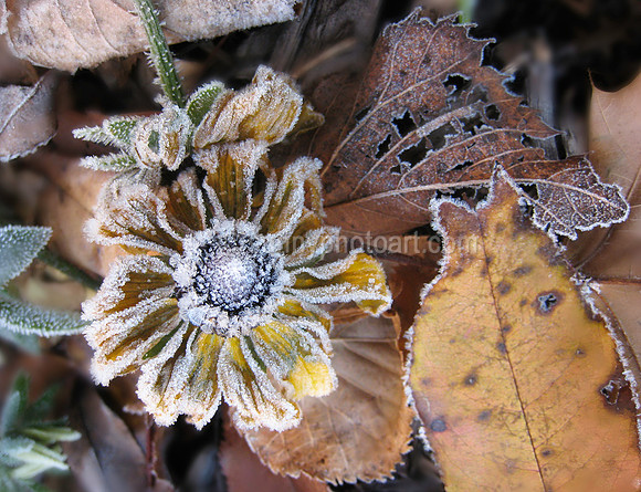 Late Fall III