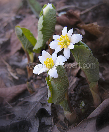 Springtime in Forest