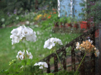 Summer Rain