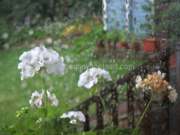 Summer Rain