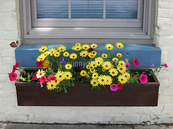 Boxful of Sunshine