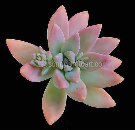 Succulent Study No. 3