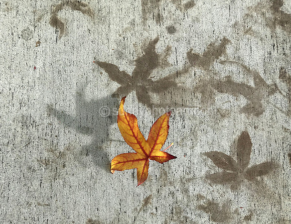 Temporal